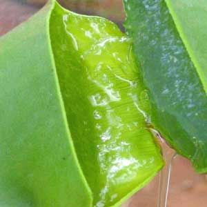 babosa-aloe-vera